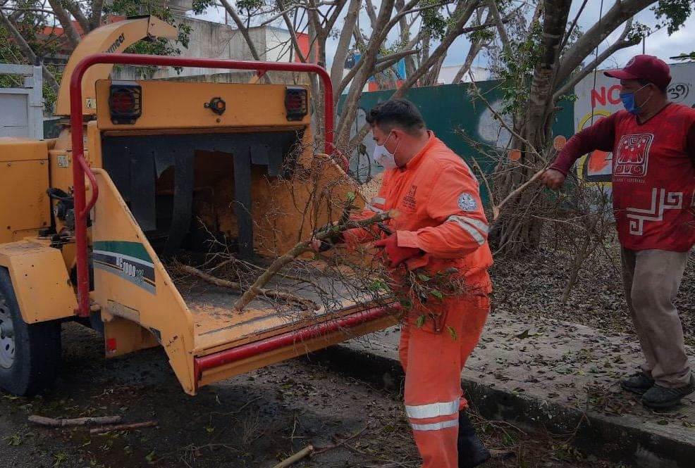 Elabora Solidaridad composta con desechos vegetales que dejaron ciclones