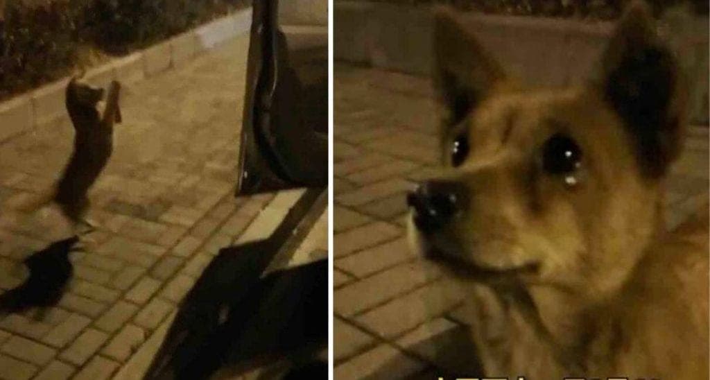 Video: Perrito callejero llora 'de felicidad' al recibir alimento y se vuelve viral