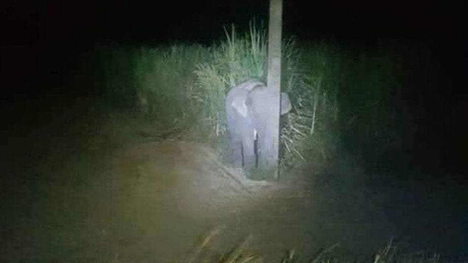 Bebé elefante roba cañas de azúcar y 'se esconde' para evitar ser atrapado