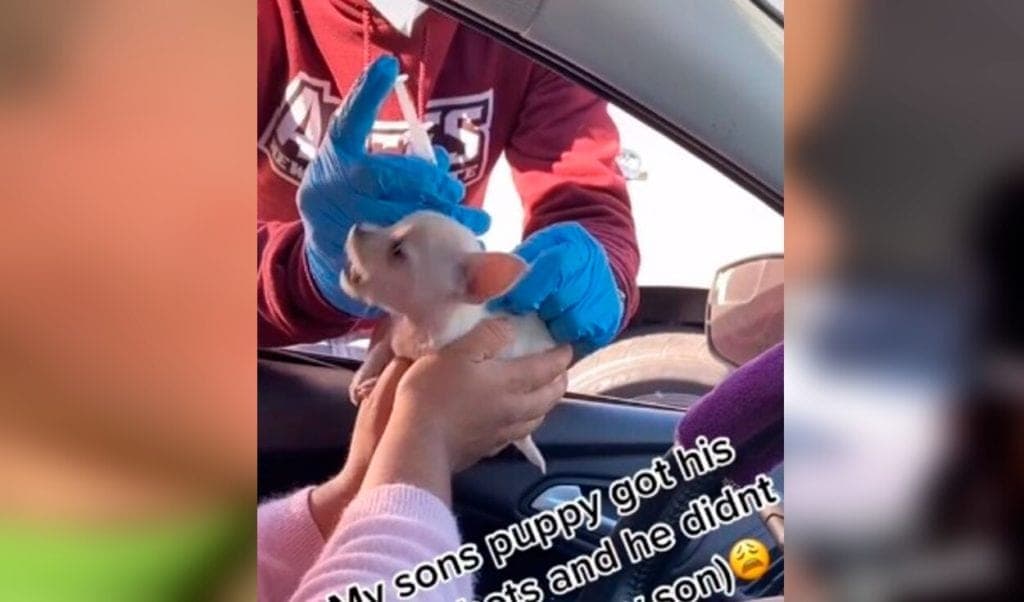 Video: Niño tiene conmovedora reacción al ver que vacunan a su perro y se vuelve viral