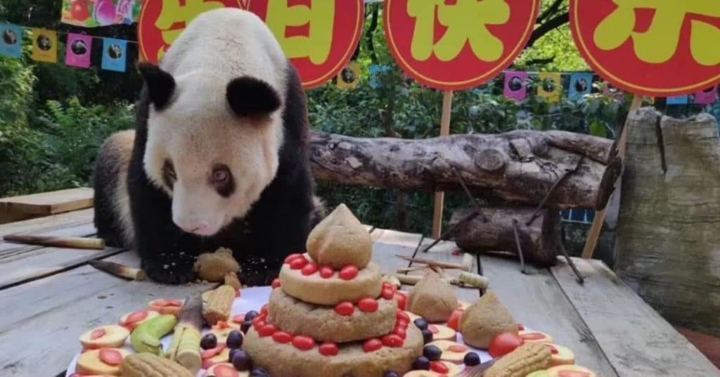 Muere a los 38 años la panda en cautiverio más grande del mundo