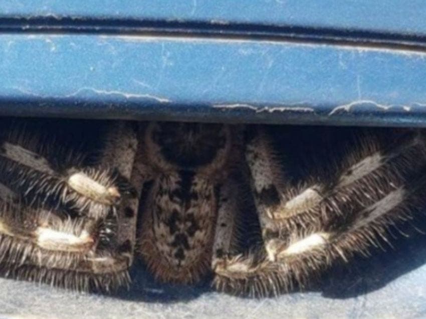 ¡Aterrador! Encuentra una enorme araña en su auto y deja de conducir por una semana