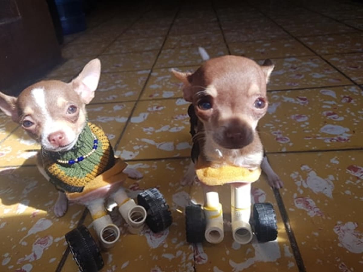 Video: Adoptan y hacen prótesis a Chihuahua sin patitas delanteras
