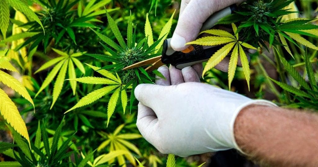 Continúa prohibida la venta de Cannabis en Quintana Roo