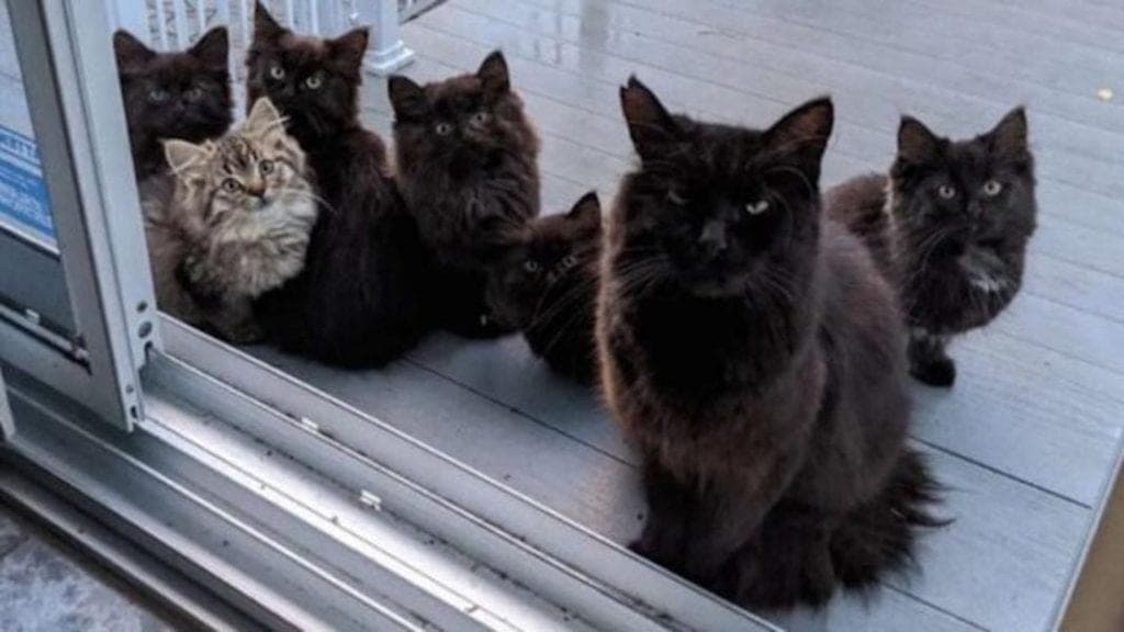 Una mujer le dio de comer a una gata callejera y días después recibe esta hermosa sorpresa