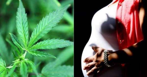 Consumo de marihuana puede reducir las posibilidades de un embarazo