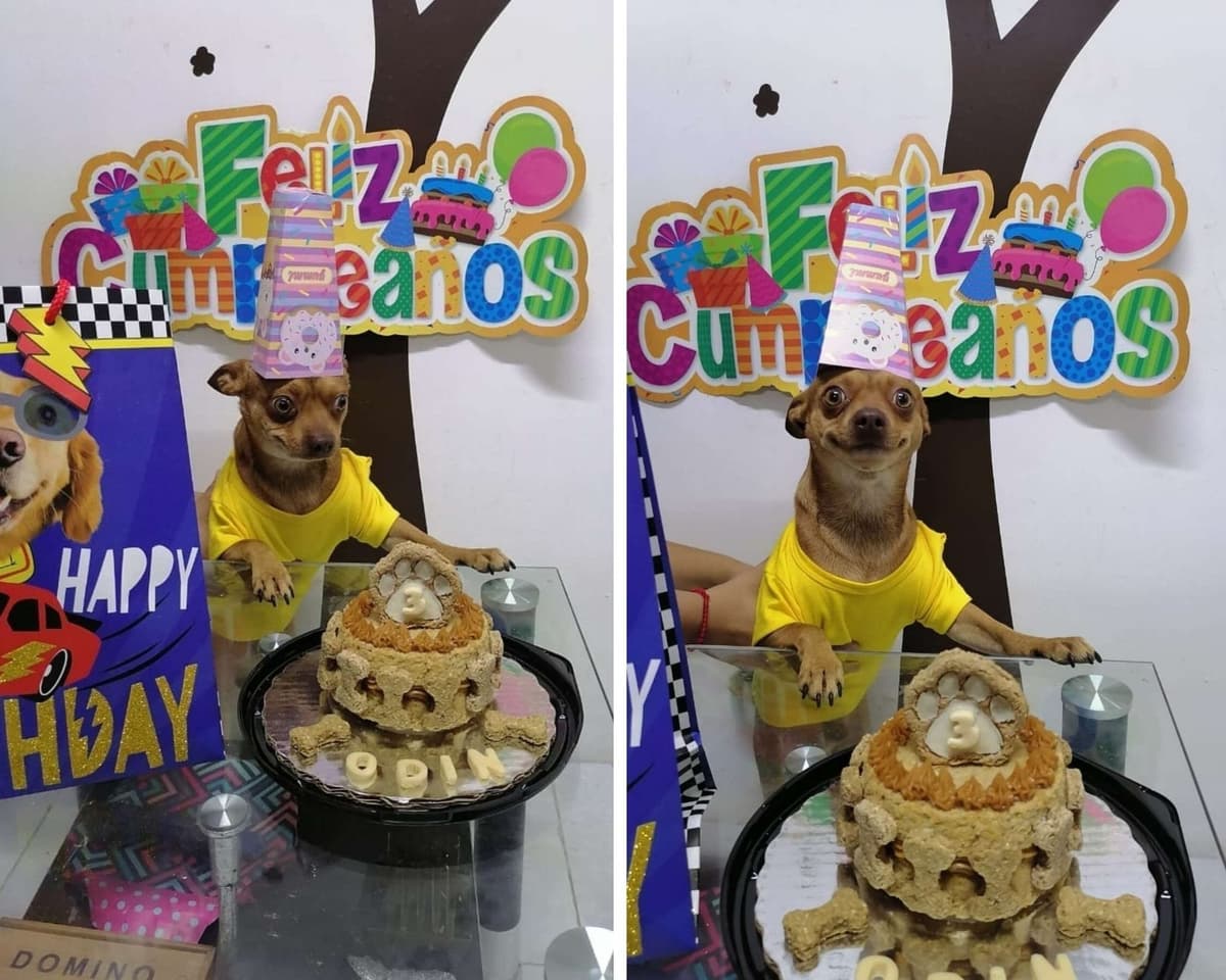¡Hermoso! Perrito sonríe y se emociona por celebración de su cumpleaños