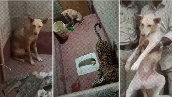 VIDEO: Perrito sobrevive al ataque de un leopardo; quedaron atrapados en un baño