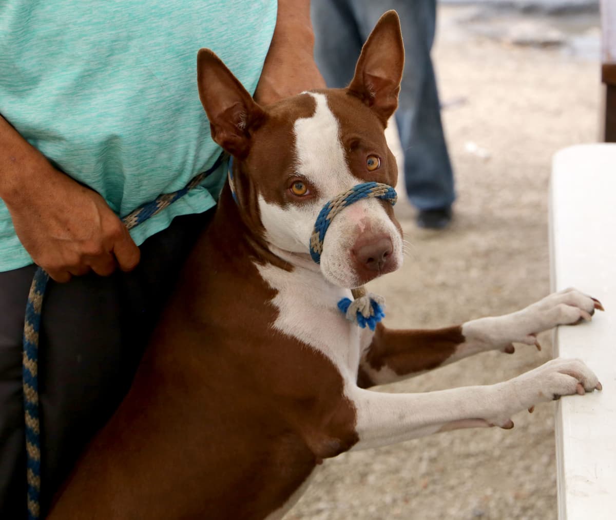 ¡Lleva a tus mascotas! Anuncian en Cancún 5ta Jornada de Desparasitación Canina y Felina