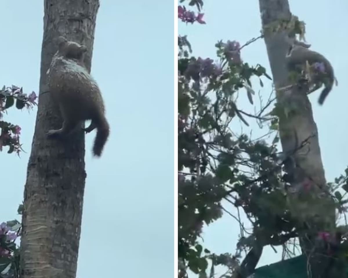 Video: Michi se congela por las bajas temperaturas en Nuevo León