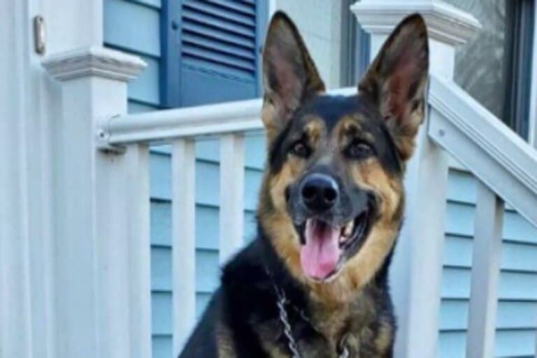 Esta heroica perra salvó a su humano de algo terrible