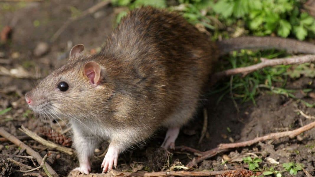 Plaga de ratas gigantes aterroriza a ciudadanos en una zona de Madrid