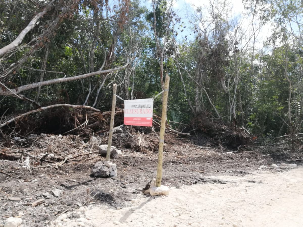 Profepa clausura camino de acceso a balneario en comunidad de Chetumal por atentar contra flora