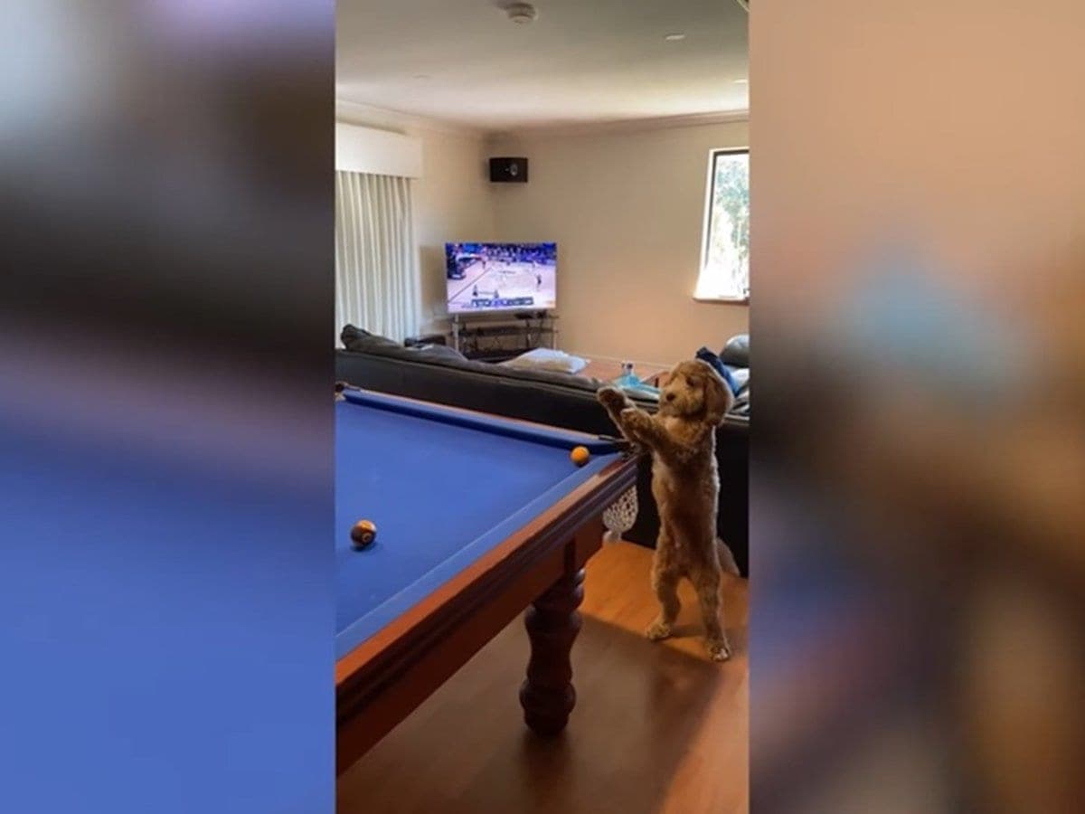 Video: Perrito le ayuda a su dueño a ganar en el billar y se vuelve viral