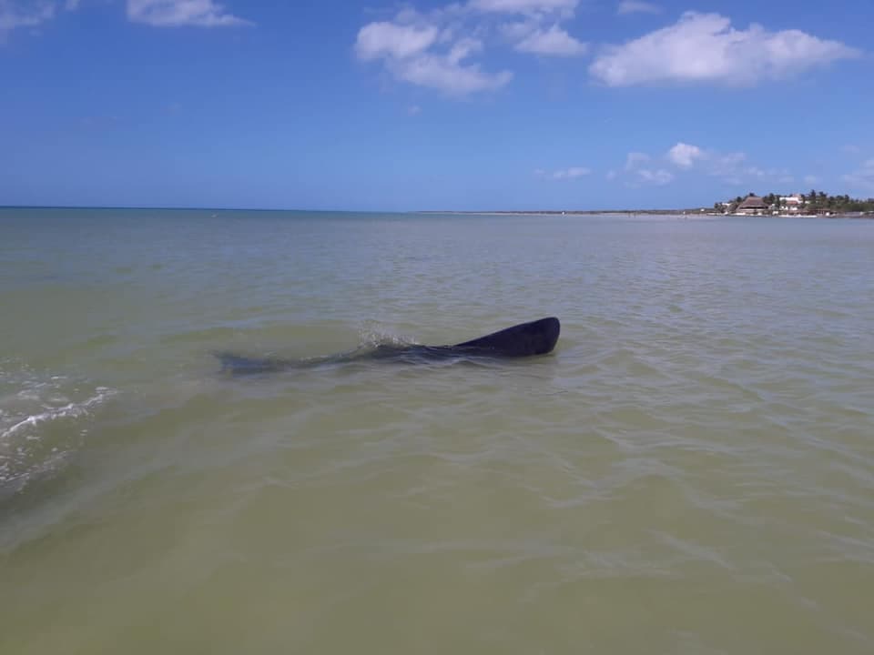 Captan a dos cachalotes pigmeos lastimados en Holbox