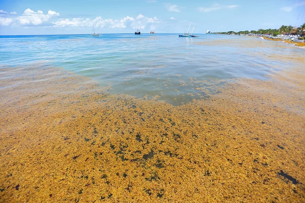 Alertan por recales masivos de sargazo este 2021 al sur de Quintana Roo