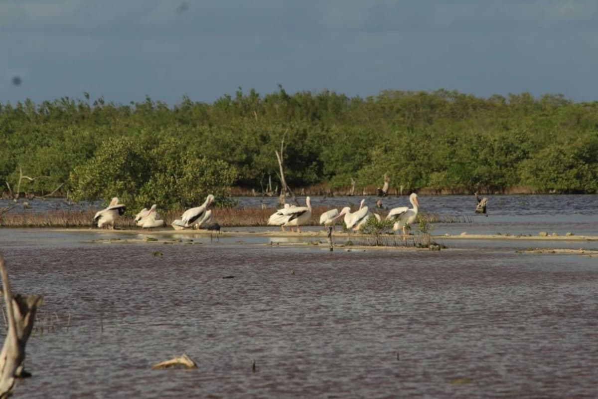 Registran pelicanos blancos americanos que no se avistaban hace más de 15 años en Punta Sur: FPMC
