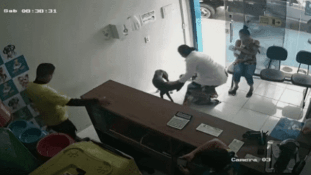 VIDEO: Perrito callejero lesionado llega solito a clínica veterinaria para pedir ayuda