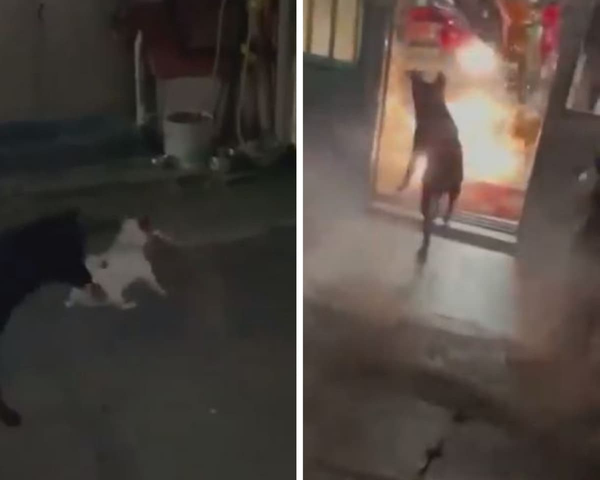 Video: Perrito toma explosivo encendido con el hocico y lo mete dentro de su hogar