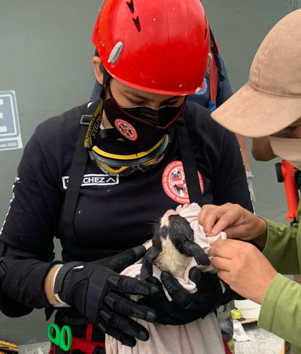 Rescatan perrito atrapado en ducto de Cancún, maniobras duraron varias horas