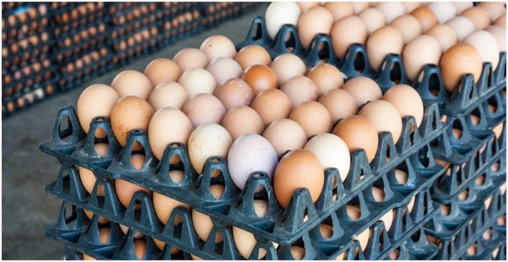 El huevo continúa encareciéndose y llega hasta los 40 pesos el kilogramo en algunas regiones del país