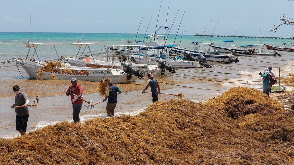 Fotogalería: Comienza la llegada masiva de sargazo a Quintana Roo