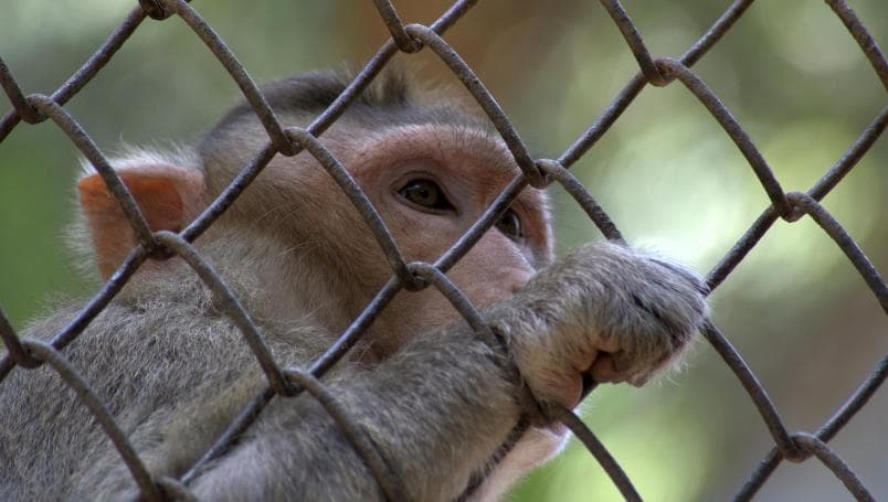 Mono le arranca el dedo a niño que quiso alimentarlo en el zoológico