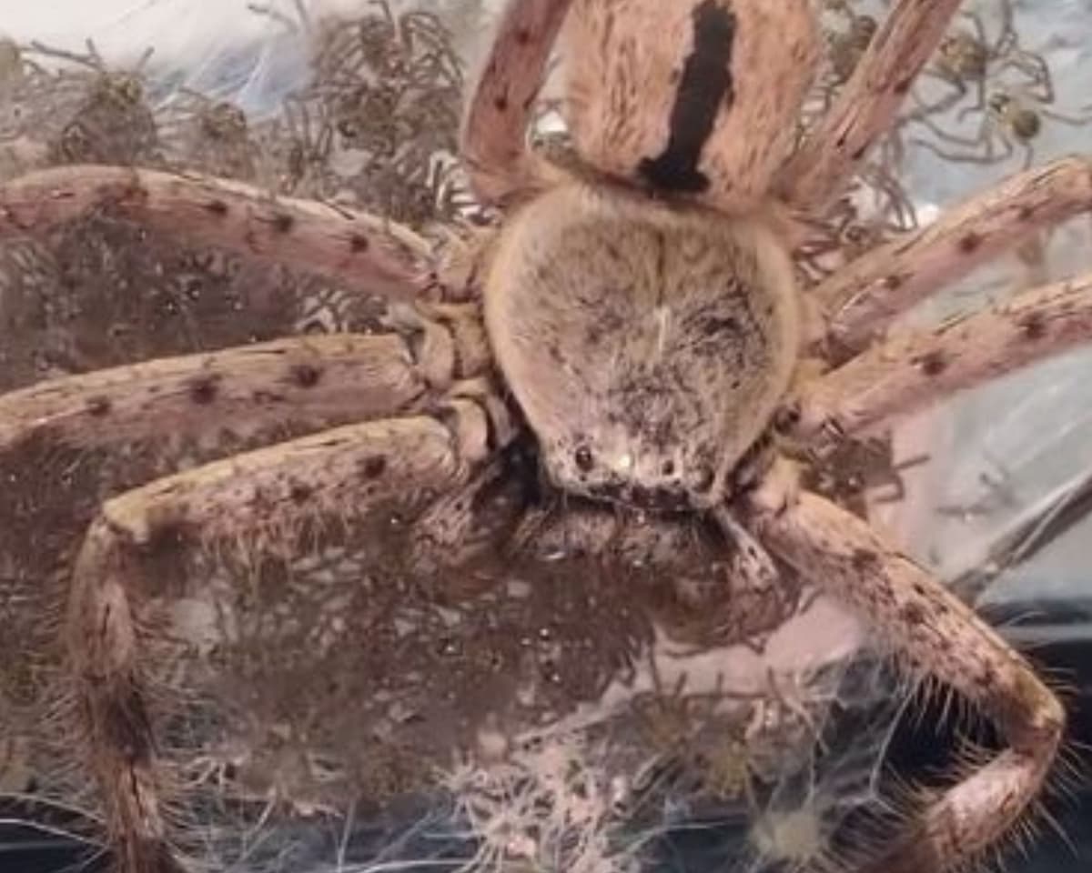 Video: Mujer ayuda a enorme araña a tener 200 crías y se queda con una
