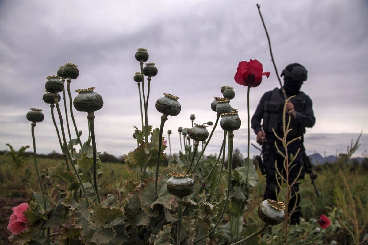 ONU ubica a México como el tercer productor global de opio en el mundo