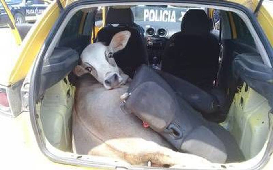 Realizan revisión policial en retén de Tabasco por armas, se encuentran con una res robada