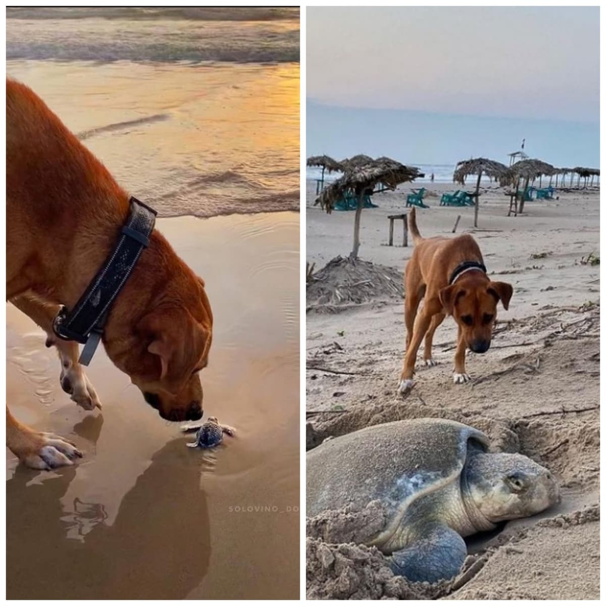 Solovino, el perrito que cuida y ayuda a las tortugas a llegar al mar