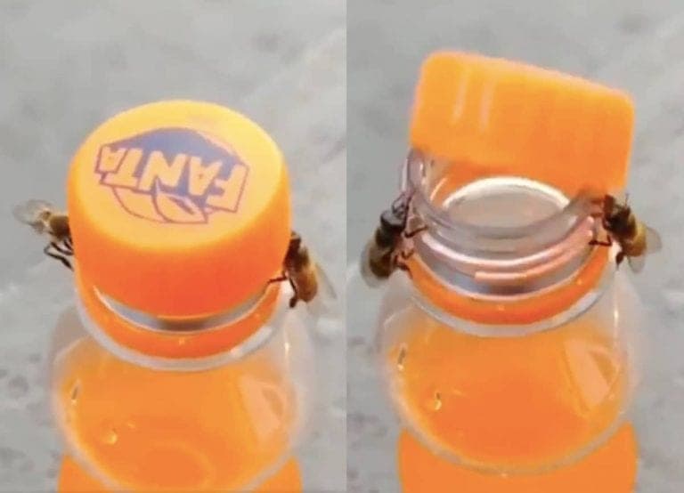 Abejas trabajan en equipo y abren una botella de refresco; video se vuelve viral