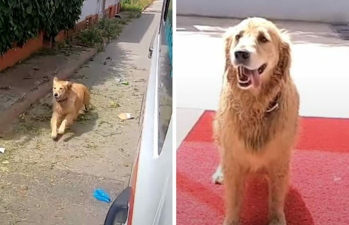 Perrito persigue ambulancia en la que va su dueña y luego espera afuera del hospital