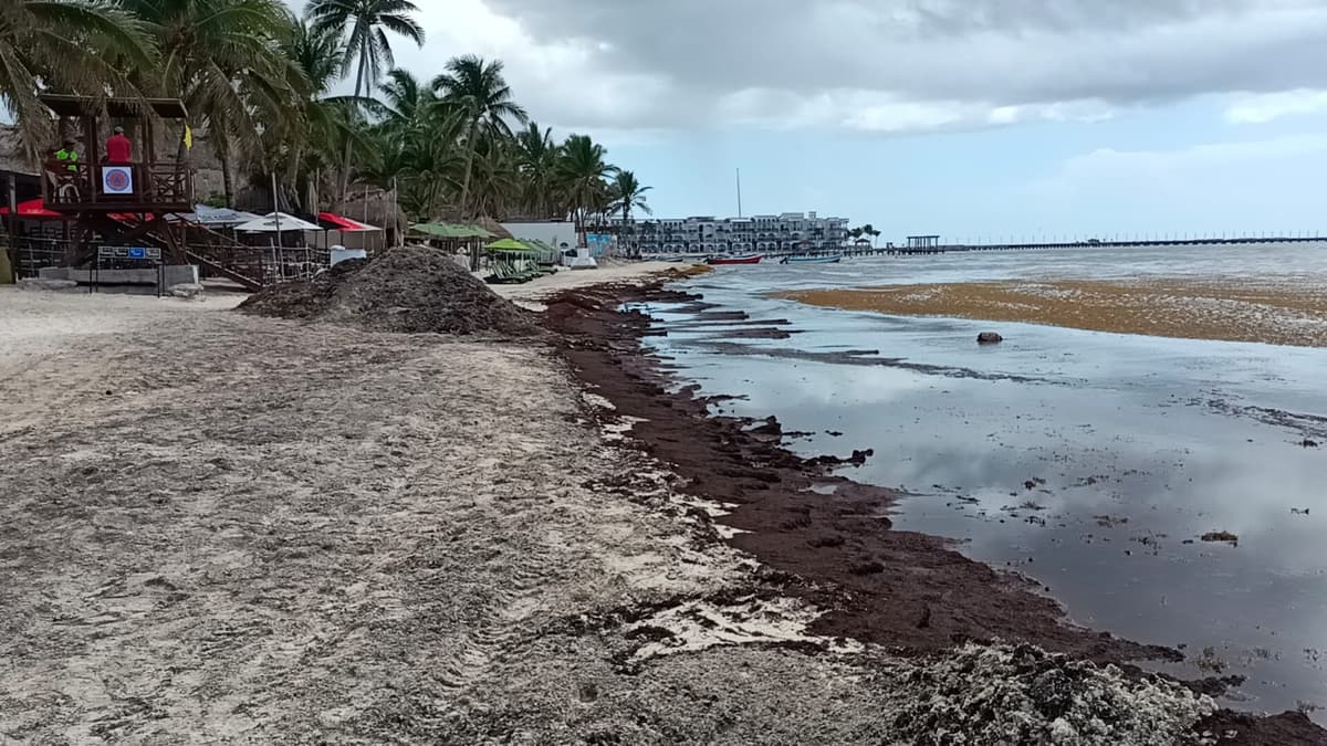 El sargazo afecta a prestadores de servicios en Playa del Carmen