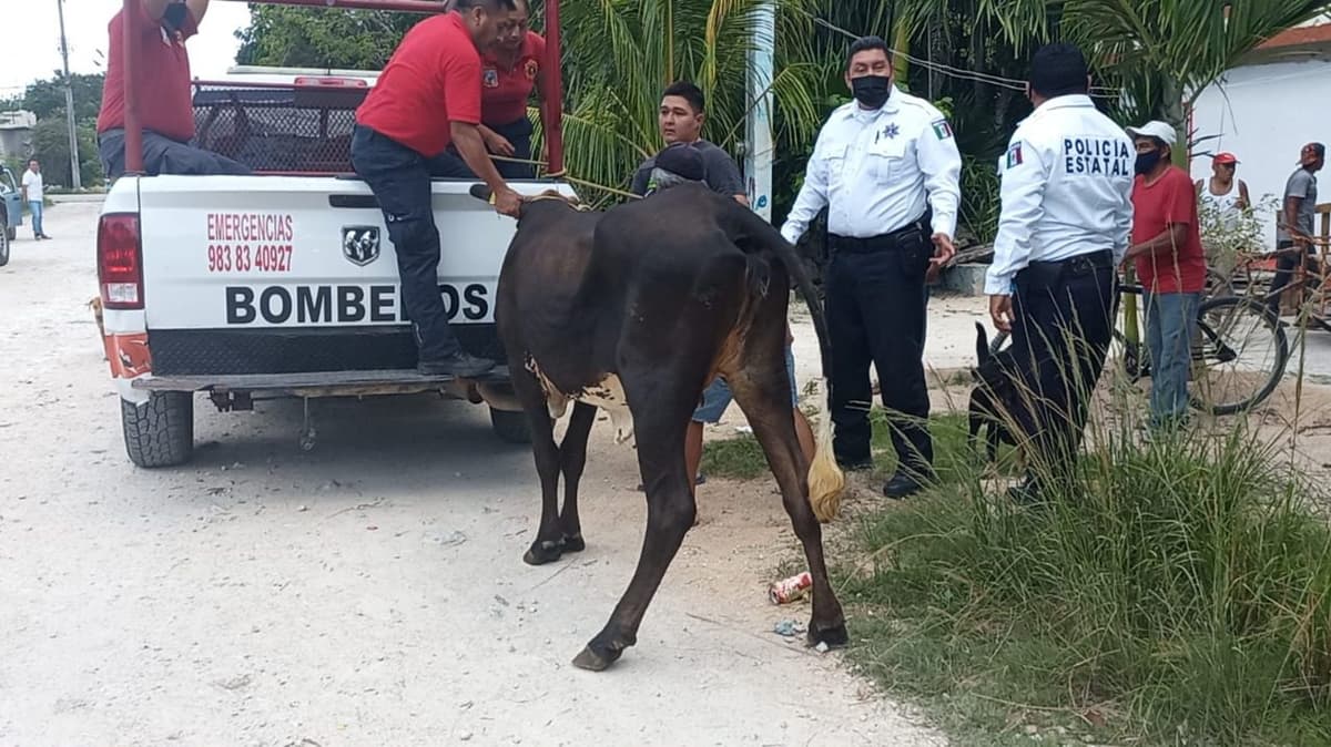 ¡Insólito! Vaca suelta corre por el centro de Felipe Carrillo Puerto