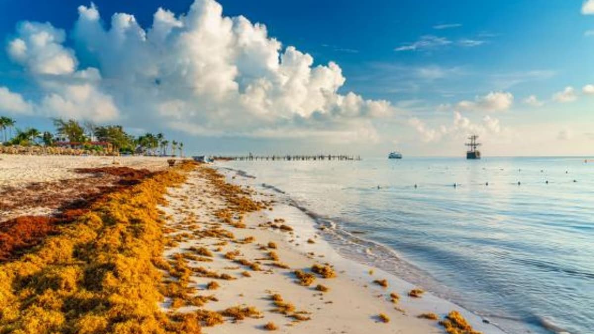 Disminuye recale de sargazo en Playa del Carmen