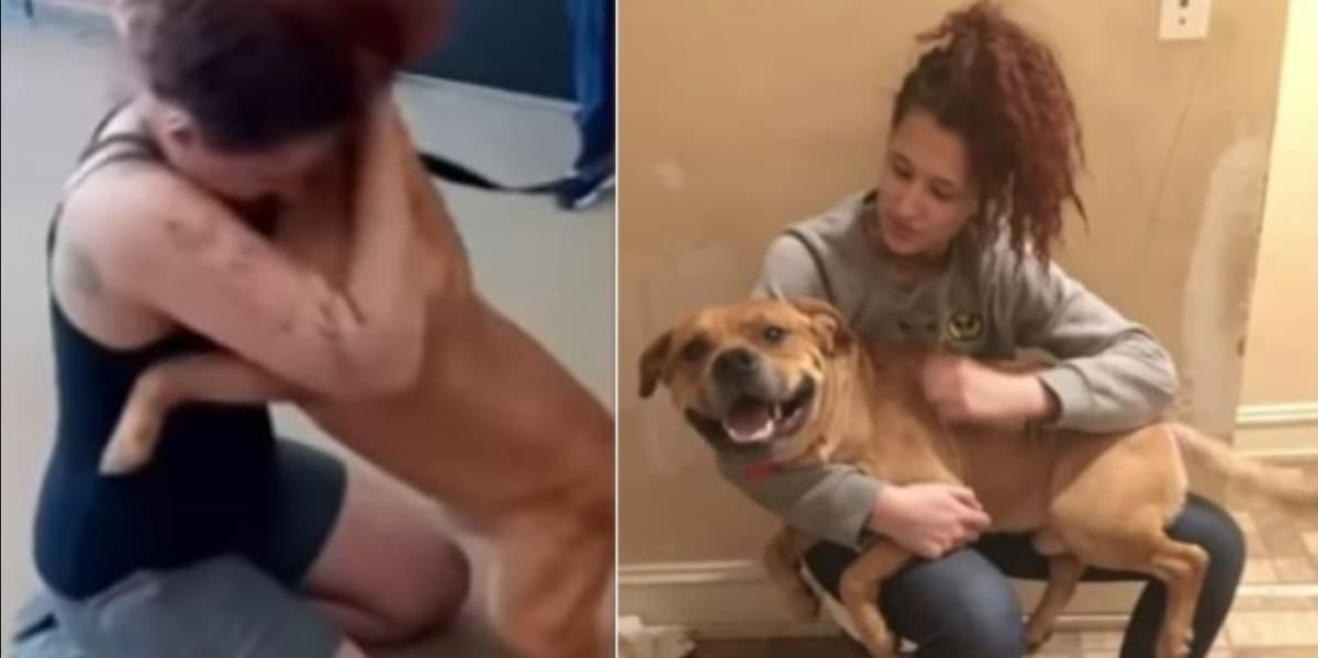 Mujer buscaba adoptar y encontró a su perrito que se había perdido hace años