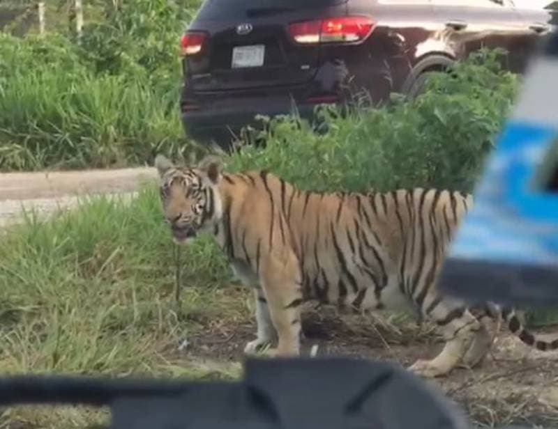 ¿Lo has visto? Siguen en búsqueda del tigre reportado cerca de Leona Vicario