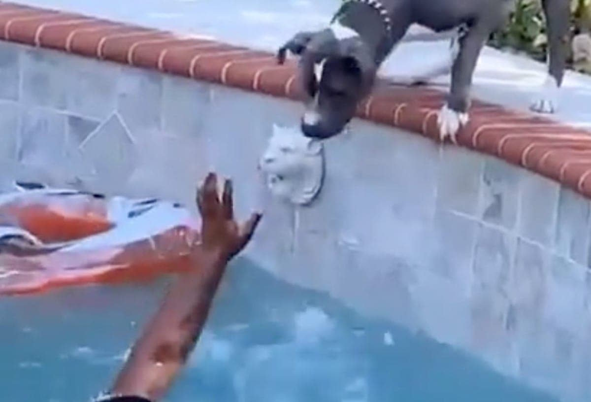 VIDEO: Perrito se lanza al agua sin dudarlo para salvar a su dueño que simula ahogarse