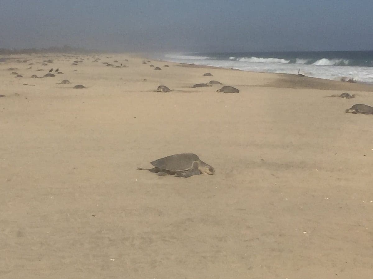 VIDEOS: Majestuoso espectáculo natural es ver el arribo de tortugas en Playa Escobilla, Oaxaca