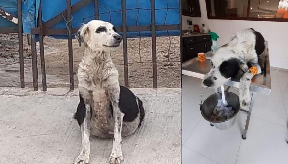 DE LO VIRTUAL A LO REAL: Playenses cambian la vida de esta perrita que sufría por enfermedad