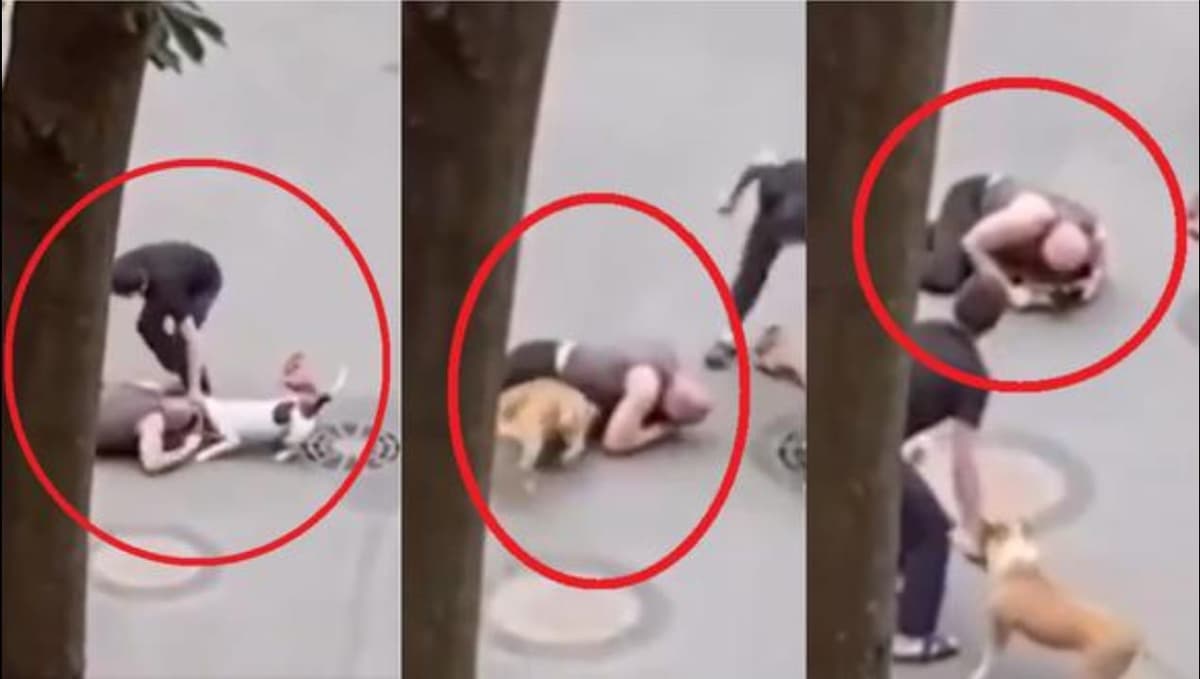 VIDEO: Con su cuerpo, hombre cubre a su 'lomito' del ataque de dos feroces perros