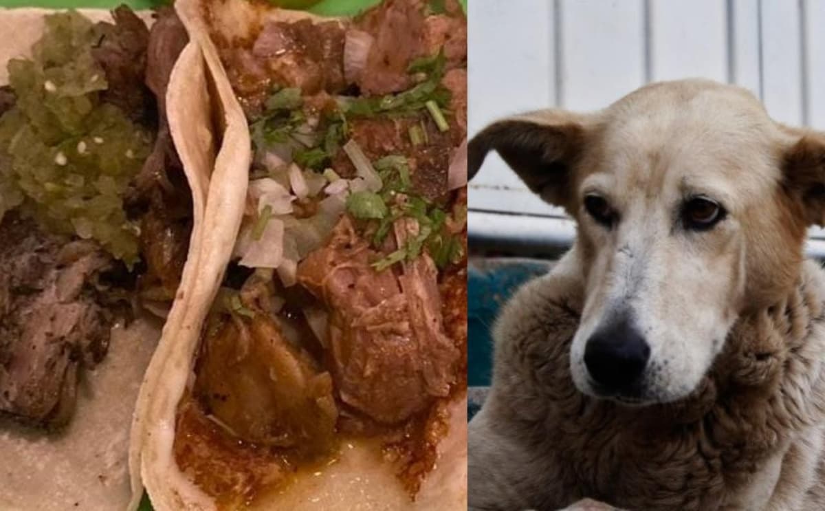 En México se ha consumido la carne de perro; ¿la ley lo permite?