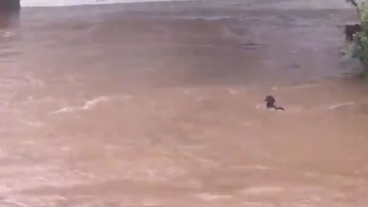 VIDEO: Corriente provocada por Nora arrastra a un perrito en Mazatlán