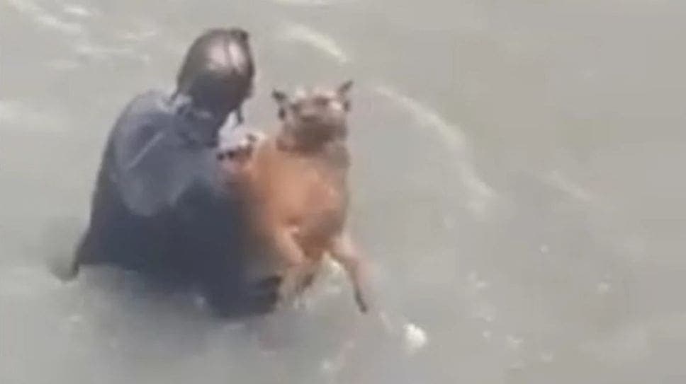 VIDEO: ¡Héroe! Nadador salva a perrito que se ahogaba en el mar