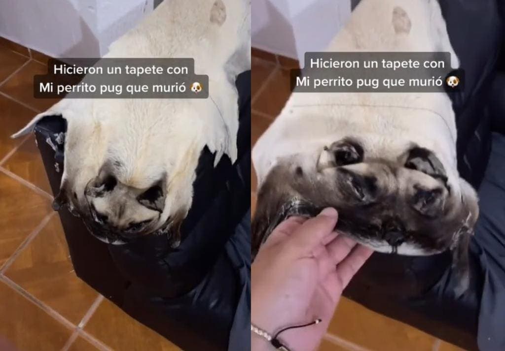 VIDEO: ¡'Tiktoker' hace tapete a su Pug! Supuestamente uso la piel de su perrito muerto