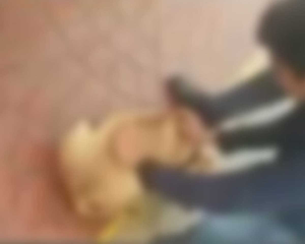 VIDEO: Arroja a perrito a un arroyo 'por diversión' y causa indignación