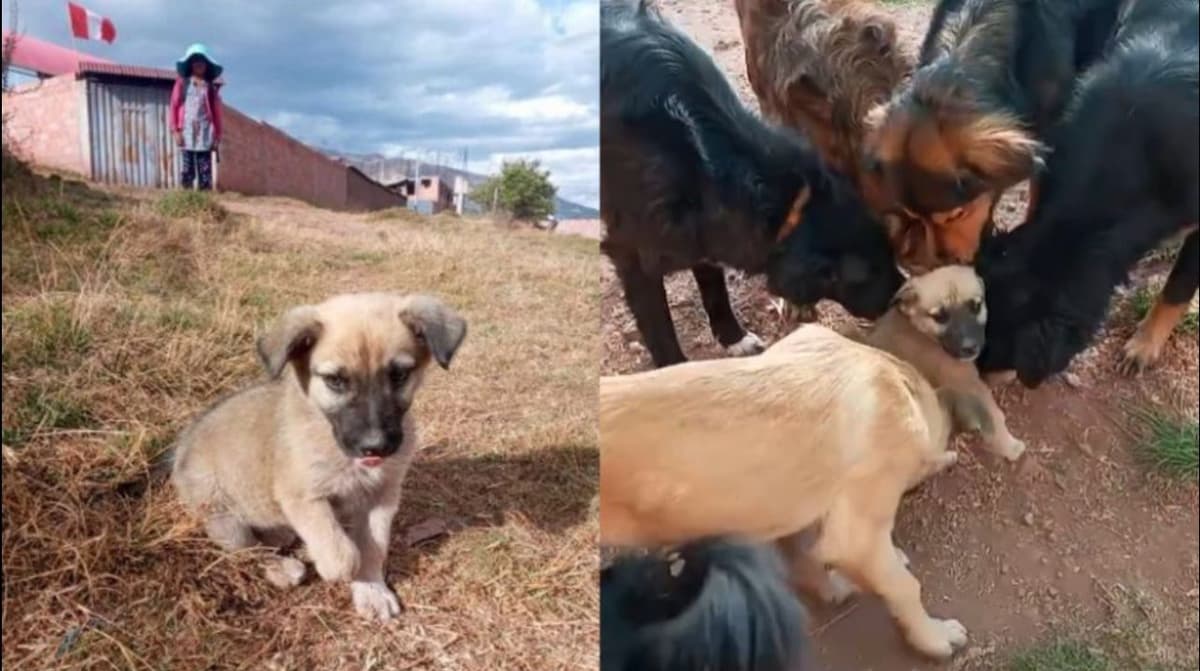 VIDEO: Cachorrito recibe la bienvenida más tierna en un refugio para perros