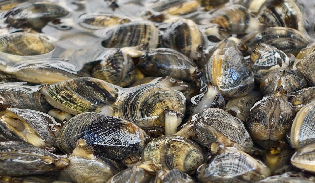 De solución a problema: Almejas tóxicas amenazan la vida humana en Portugal