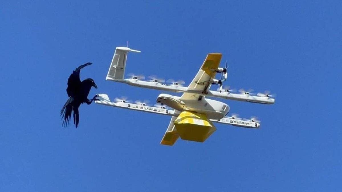Cuervos aprenden a derribar los vehículos voladores utilizados para enviar paquetería